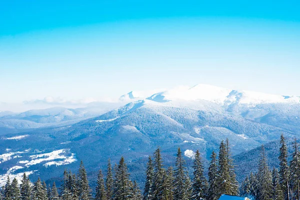 Prachtig Bergboslandschap Een Zonnige Warme Dag Tegen Achtergrond Van Bergen — Stockfoto