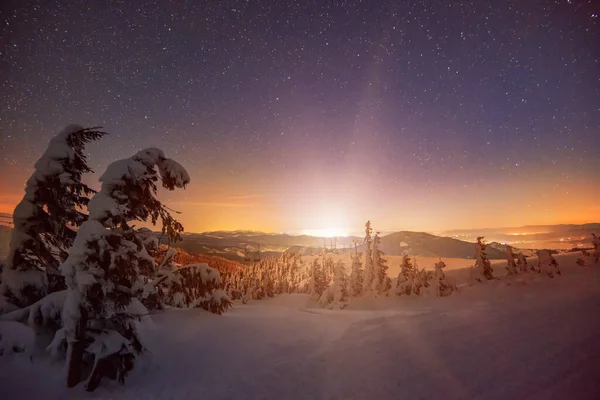 Piękny Pokryty Śniegiem Krajobraz Jasne Smukłe Zielone Wysokie Świerki Rosną — Zdjęcie stockowe