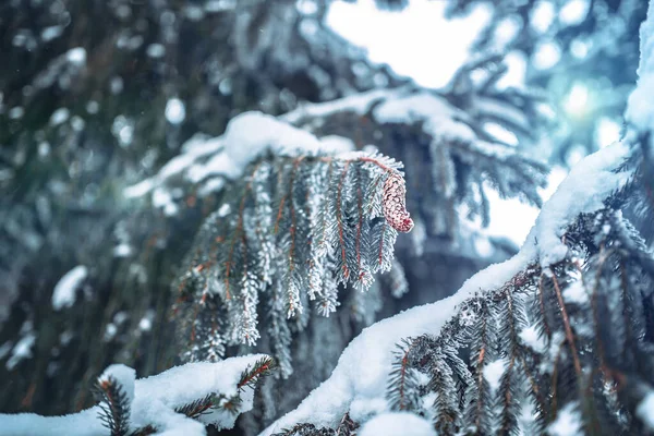 Groene Bevroren Sparren Takken Bedekt Met Een Dikke Laag Sneeuw — Stockfoto