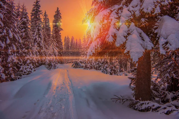 Impassable Snowy Winter Forest Road Tall Spruce Trees Cloudy Frosty — Stock Photo, Image