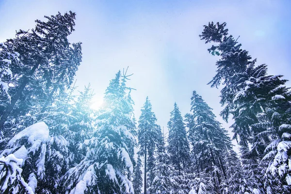 Niestabilna Śnieżna Zimowa Droga Leśna Wśród Wysokich Świerków Pochmurny Mroźny — Zdjęcie stockowe