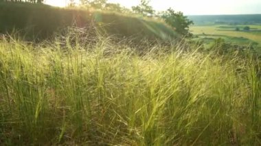 Gün batımında tepeden gelen tarlalar ve orman manzarası.