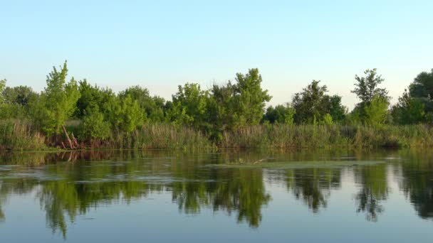 Scenery of silent rural lake near green forest. — Stock Video