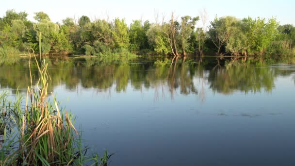 Краєвид німого сільського озера біля зеленого лісу . — стокове відео