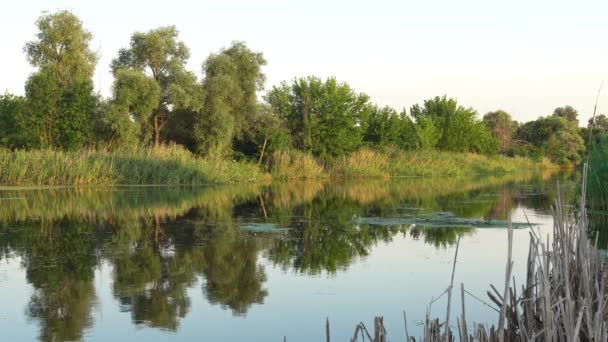 Велике спокійне озеро біля зелених лісів . — стокове відео