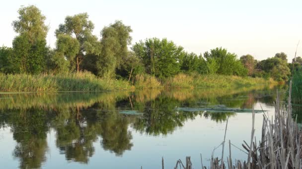 Groot rustig meer in de buurt van groene bossen. — Stockvideo