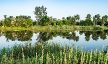 Sıcak yaz gününde sakin ve serin suyla büyük, sessiz bir göl manzarası. Güzel kırsal alan, berrak mavi gökyüzü, ağaçlar, yeşil çalılar ve bitkiler. Doğa güzelliği kavramı.