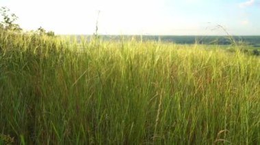 Gün batımında tepeden gelen tarlalar ve orman manzarası.