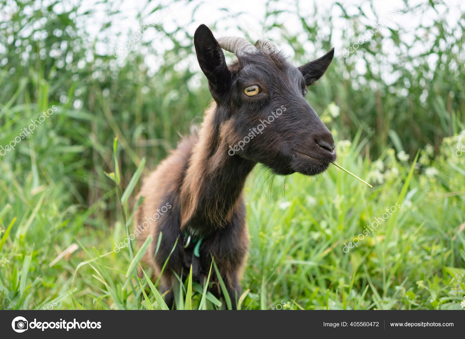 Cabra Castanha Escura Doméstica Sem Chifres Andando Pastagem Desfrutando  Dia fotos, imagens de © YouraPechkin@gmail.com #405560472
