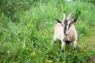 Evcil dişi keçinin otlakta yürümesinin seçici odak noktası, sıcak yaz gününün tadını çıkarmak. Güzel iki kıllı çiftlik hayvanı tasmaları uzun tasmalarla kırsalda ot yiyorlar. Çiftlik hayvanları konsepti.