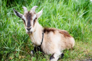 Otlakta boynuzları olan yerli dumanlı keçi sıcak yaz gününün tadını çıkarıyor. Kırsalda çim yiyen tasmalı güzel gri çiftlik hayvanının yakın görüntüsü. Çiftlik hayvanları konsepti.