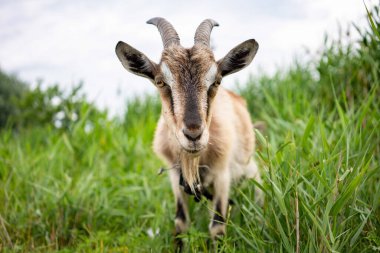Otlakta boynuzları olan yerli dumanlı keçi sıcak yaz gününün tadını çıkarıyor. Kırsalda çim yiyen tasmalı güzel gri çiftlik hayvanının yakın görüntüsü. Çiftlik hayvanları konsepti.