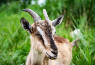 Evcil dişi keçinin otlakta yürümesinin seçici odak noktası, sıcak yaz gününün tadını çıkarmak. Güzel iki kıllı çiftlik hayvanı tasmaları uzun tasmalarla kırsalda ot yiyorlar. Çiftlik hayvanları konsepti.