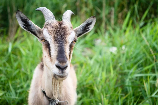 Domestic Smoke Goat Horns Walking Pasture Enjoying Warm Summer Day — Stock Photo, Image