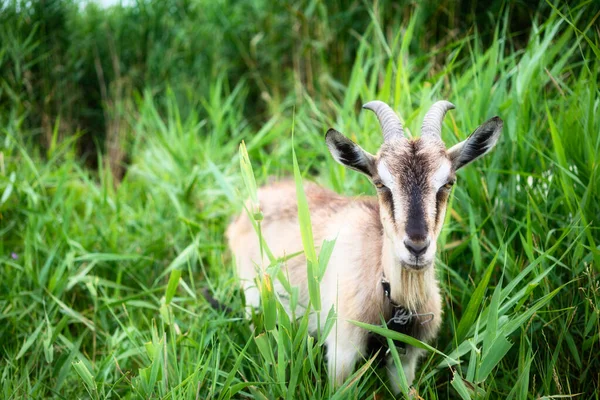 Çiftlik Keçisi Çayırda Yiyor Sıcak Yaz Gününün Tadını Çıkarıyor Boynuzları — Stok fotoğraf