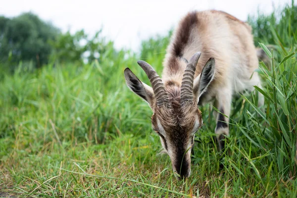 Farm Smoke Goat Eating Grass Pasture Enjoying Warm Summer Day — Stock Photo, Image
