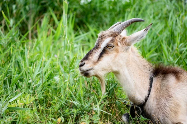 Farm Smoke Goat Eating Grass Pasture Enjoying Warm Summer Day — Stock Photo, Image