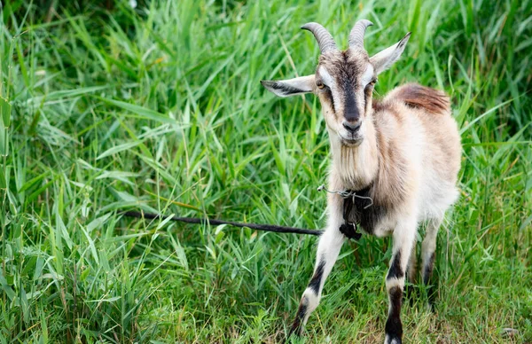 Domestic Smoke Goat Horns Walking Pasture Enjoying Warm Summer Day — Stock Photo, Image