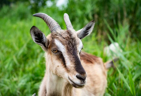 Evcil dişi keçinin otlakta yürümesinin seçici odak noktası, sıcak yaz gününün tadını çıkarmak. Güzel iki kıllı çiftlik hayvanı tasmaları uzun tasmalarla kırsalda ot yiyorlar. Çiftlik hayvanları konsepti.