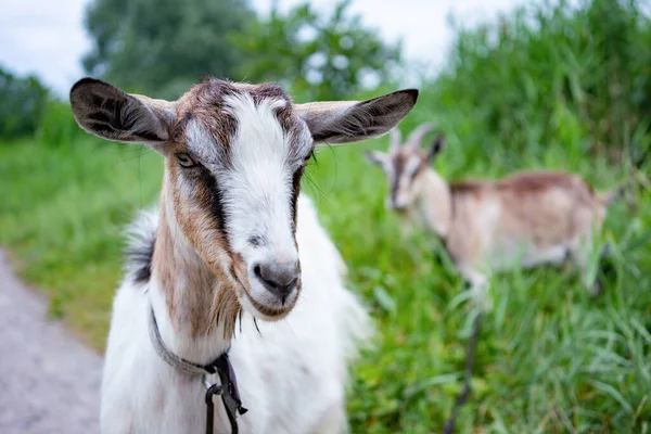 Selective focus of domestic female goat walking in pasture, enjoying warm summer day. Beautiful two hairy farm animals with collars on long leashes in countryside eating grass. Farm animals concept.