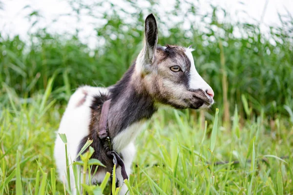 Domestic White Gray Goat Standing Leash Pasture Enjoying Warm Summer — Stock Photo, Image