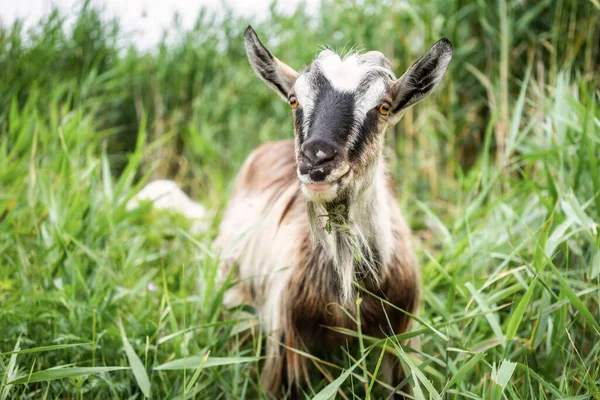 Farm smoke goat eating grass in pasture, enjoying warm summer day. Front view of gray domestic animal with horns and collar on long leash eating grass in countryside. Farm animals concept.