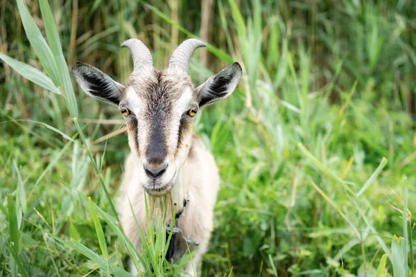 Domestic Smoke Goat Horns Walking Pasture Enjoying Warm Summer Day — Stock Photo, Image