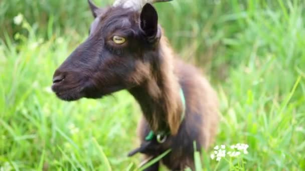 Donkerbruine geitenweidegang op de boerderij. — Stockvideo