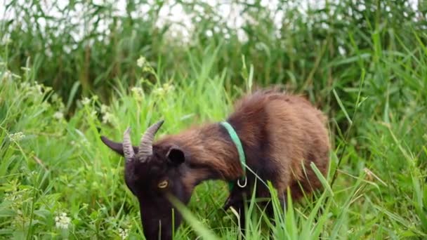 Granja de cabra marrón oscuro pastando en pastos. — Vídeos de Stock