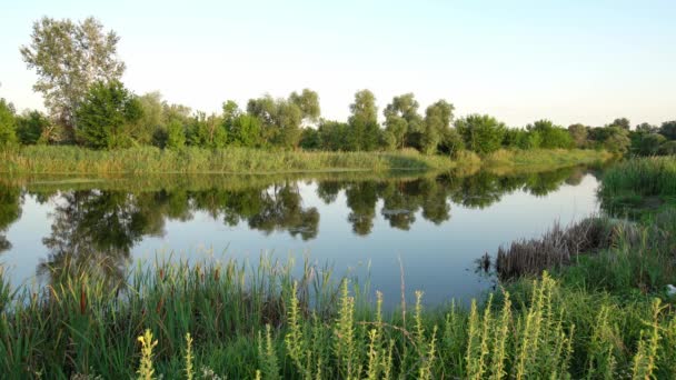 여름에는 호수의 풍경이 시골에 있습니다 인상적 식물들이 주위에 Uhd 여전히 — 비디오