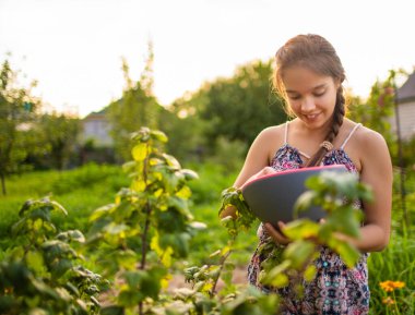 Açık havada yaz elbisesi giyen genç bir kızın elindeki siyah sulu taze üzümlü üzümler. Güzel dişi ergen çalılıklardan sağlıklı hasat topluyor, kırsal alanda pembe kase tutuyor..