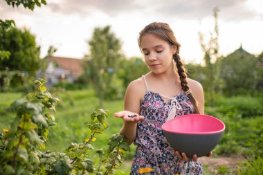 Açık havada yaz elbisesi giyen genç bir kızın elindeki siyah sulu taze üzümlü üzümler. Güzel dişi ergen çalılıklardan sağlıklı hasat topluyor, kırsal alanda pembe kase tutuyor..