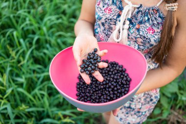 Açık havada, tanınmayan bir kızın elinde, siyah, sulu, taze kuşüzümü manzarası. Pembe kasedeki sağlıklı yiyecekleri yakın plan, kırsal bahçe, lezzetli hasat..