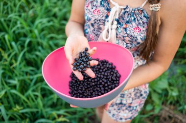 Açık havada, tanınmayan bir kızın elinde, siyah, sulu, taze kuşüzümü manzarası. Pembe kasedeki sağlıklı yiyecekleri yakın plan, kırsal bahçe, lezzetli hasat..