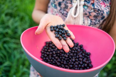 Açık havada, tanınmayan bir kızın elinde, siyah, sulu, taze kuşüzümü manzarası. Pembe kasedeki sağlıklı yiyecekleri yakın plan, kırsal bahçe, lezzetli hasat..