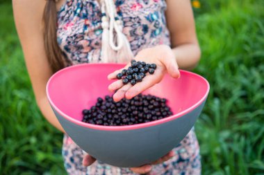 Açık havada, tanınmayan bir kızın elinde, siyah, sulu, taze kuşüzümü manzarası. Pembe kasedeki sağlıklı yiyecekleri yakın plan, kırsal bahçe, lezzetli hasat..