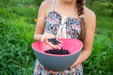 Açık havada, tanınmayan bir kızın elinde, siyah, sulu, taze kuşüzümü manzarası. Pembe kasedeki sağlıklı yiyecekleri yakın plan, kırsal bahçe, lezzetli hasat..