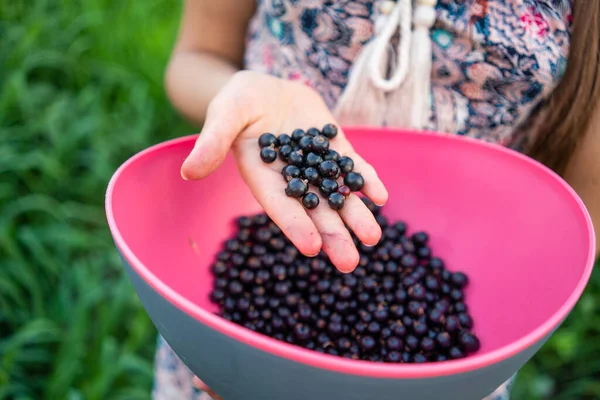 Açık havada, tanınmayan bir kızın elinde, siyah, sulu, taze kuşüzümü manzarası. Pembe kasedeki sağlıklı yiyecekleri yakın plan, kırsal bahçe, lezzetli hasat..