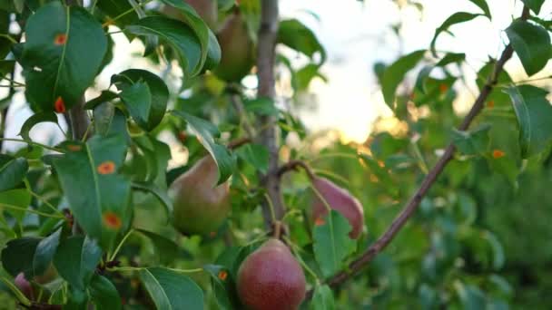 Grüne Äpfel und Blätter an den Zweigen — Stockvideo