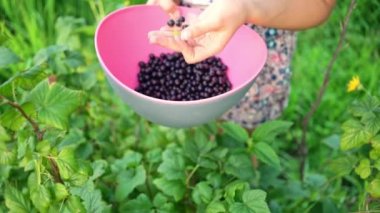 Elinde frenk üzümlü kase tutan tanınmamış bir kız..