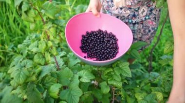 Elinde frenk üzümlü kase tutan tanınmamış bir kız..