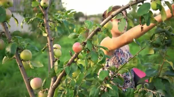 Mladý atraktivní dívka sbírání jablka sklizeň v zahradě. — Stock video