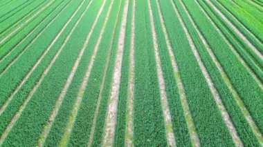 Geniş yeşil tarla, olgunlaşmamış mısır gevreği bitkileri sırayla büyüyor ve bulutlu bahar havasında kırsal alanda dar toprak yollar açıyor. Video 4k UHD eş zamanlı