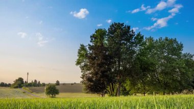 Kırsal alanda geniş bir tarımsal buğday tarlasının ortasında, bulutlu mavi bir gökyüzüne karşı yeşil yay yoğunluğunda yaprakları olan birkaç büyük çiçek açan meyve ağacı duruyor. Video 4k UHD zaman ayarlı