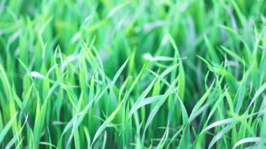 Kapalı yeşil taze, uzun çimenler geniş, vahşi bir bahar çayırında. 4k video yavaş çekim UHD