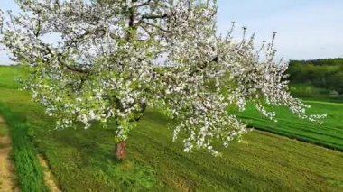 Parlak meyvemsi kültürel ağaç küçük beyaz çiçeklerle çiçek açar ve yuvarlanan bir kırsal alanda geniş bir çayırda bulutlu mavi gökyüzüne karşı durur. Video 4k UHD eş zamanlı