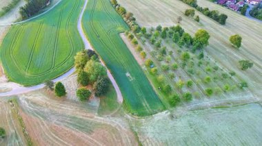 Çiftçiler arasında küçük yeşil meyve ağaçları olan büyük bir kırsal tarım bahçesi. Tahıl tarlaları ve kırsal kesimdeki sık ve karanlık bir ormanın arka planında çimenli yabani çayırlar. Video 4k UHD eş zamanlı