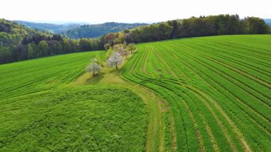 Yeşil mısır gevreği yetiştiren kırsal alanda, beyaz ağaçlar açan meyveler ve vahşi ormanın yakınındaki boş geniş otlaklar. Video 4k UHD eş zamanlı