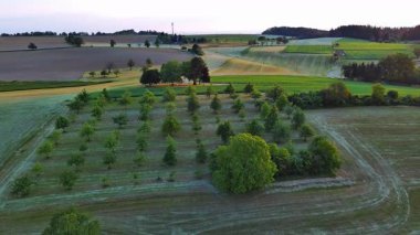 Çiftçiler arasında küçük yeşil meyve ağaçları olan büyük bir kırsal tarım bahçesi. Tahıl tarlaları ve kırsal kesimdeki sık ve karanlık bir ormanın arka planında çimenli yabani çayırlar. Video 4k UHD eş zamanlı