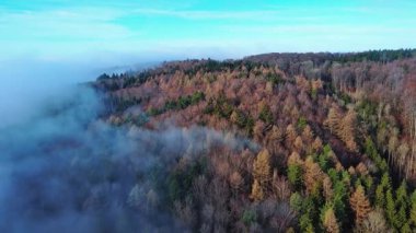 Bulutlu sabah beyaz sisi karışık bir sonbahar karanlık sık ormanının üzerinde yaprak döken ağaçlar ve parlak güneş ışınları altında açık mavi bir gökyüzüne karşı ilk ateşler. 4K UHD video gerçek zamanlı